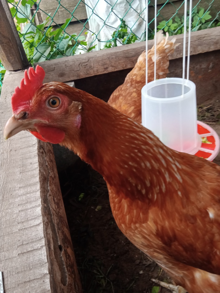 Фото автора.