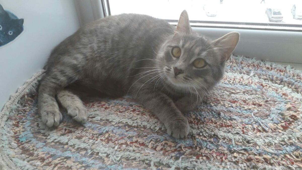 Бывшебездомная Лулу