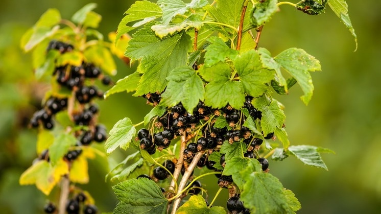 Хороший старый куст смородины имеет мощные стволы и активно дает молодую поросль