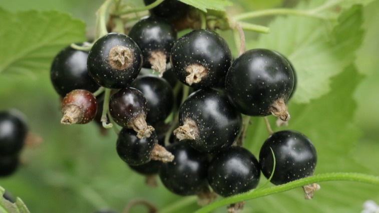 Старые кусты смородины превосходят молодые в разы