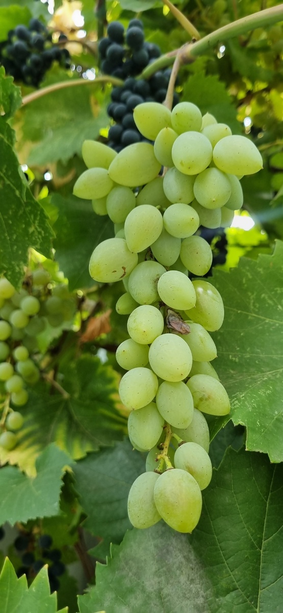 Пусть ваша жизнь будет такой же сладкой, как мой виноград! 🖐