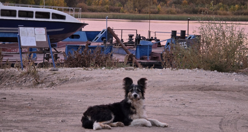    Почему за некоторыми людьми на улице постоянно увязываются собаки - причина проста