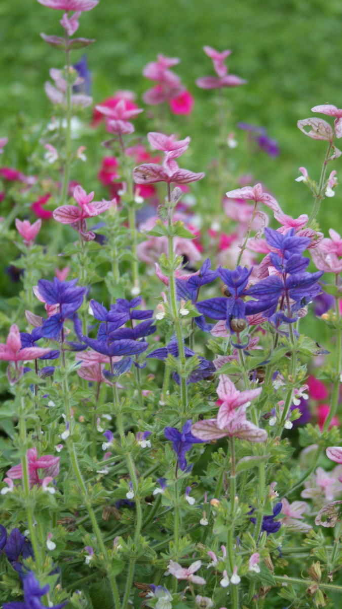 Сальвия в моём саду