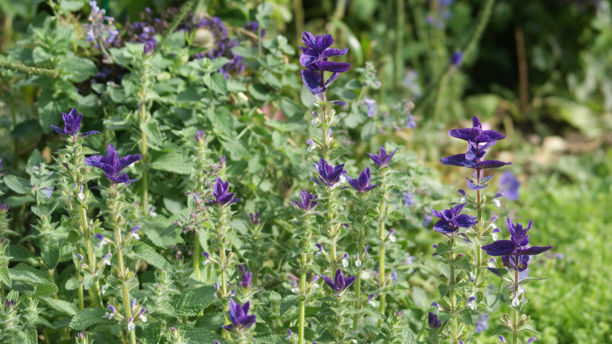 Цветки еле разглядишь