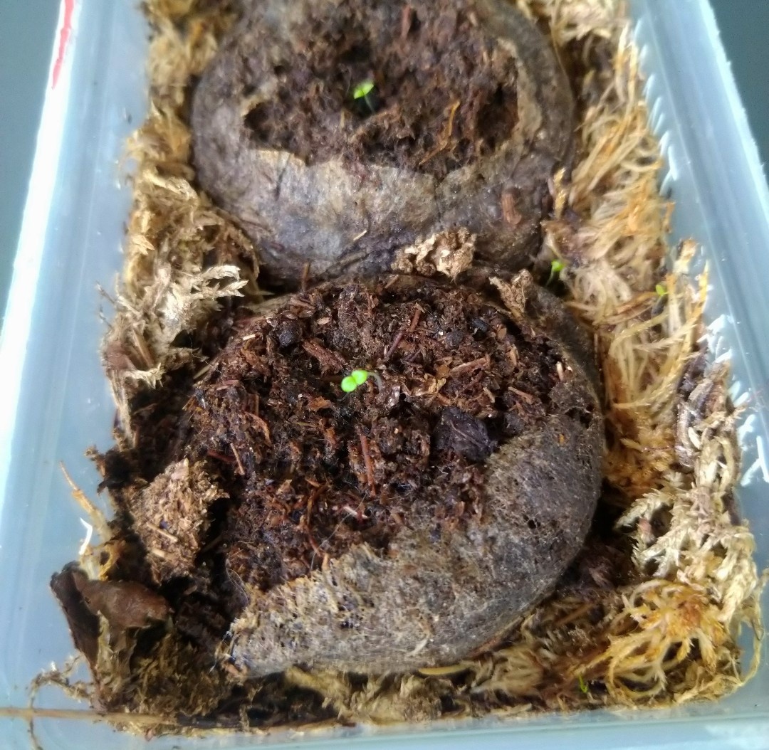 Всходы петунии