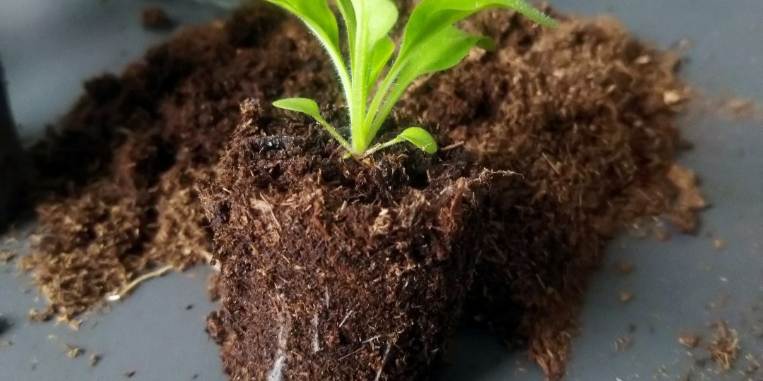 Шпаргалка по выращиванию петунии из семян: мои аксиомы