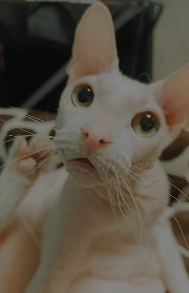 Скриншот одного из роликов