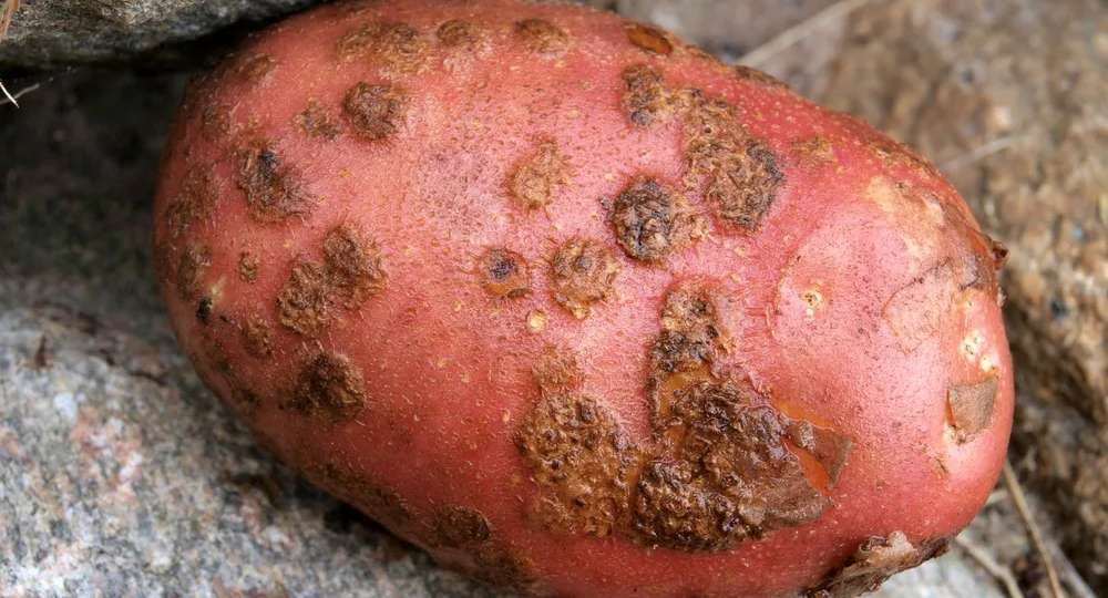 Как бороться с паршой картофеля?