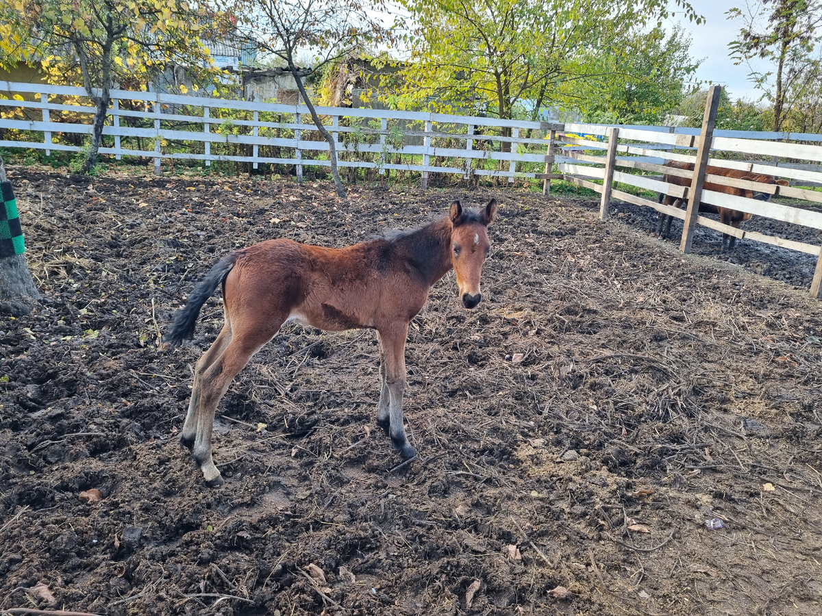 Малыш Каприоль, 3 недели от роду
