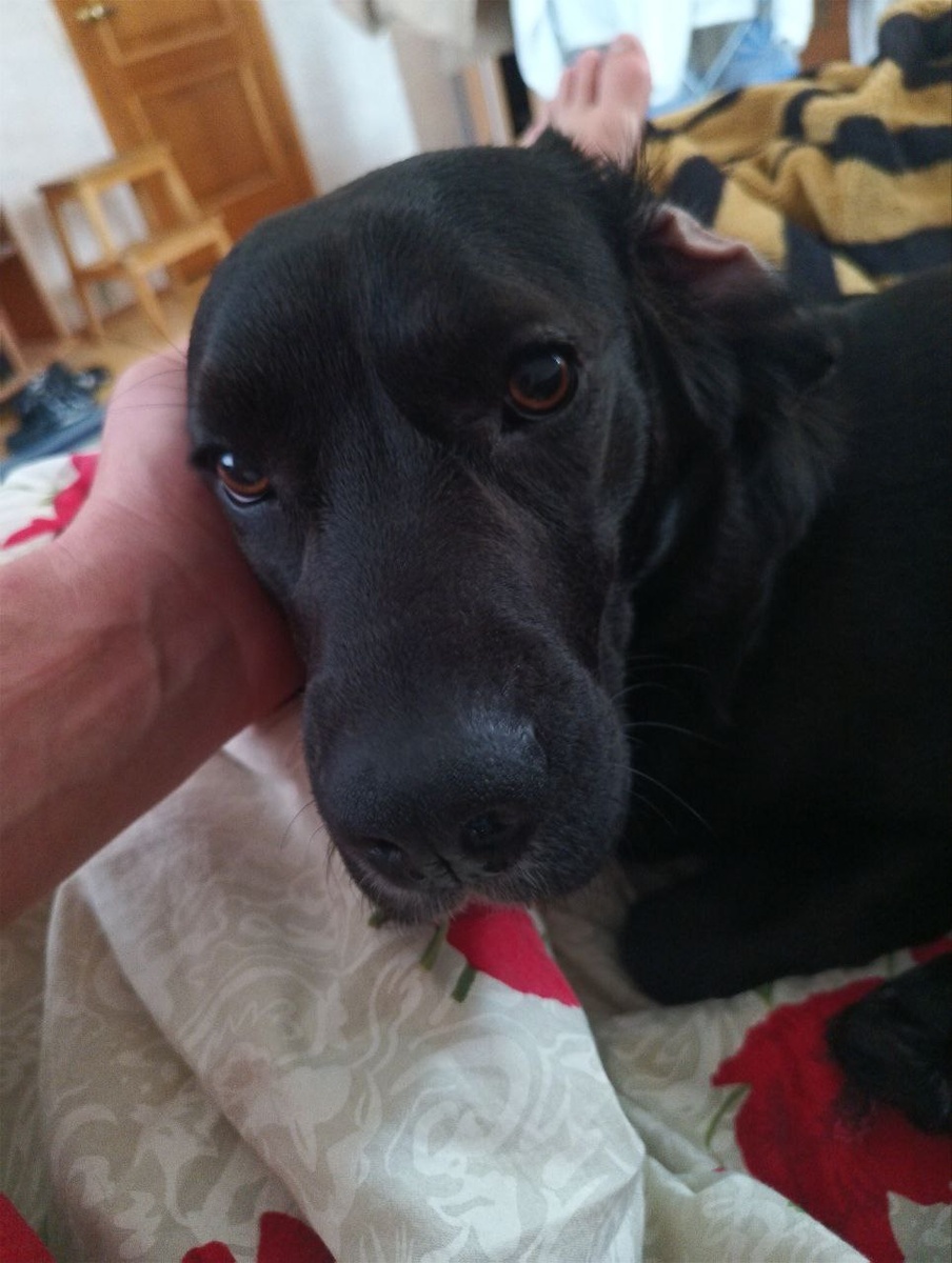 Мистер Бутч