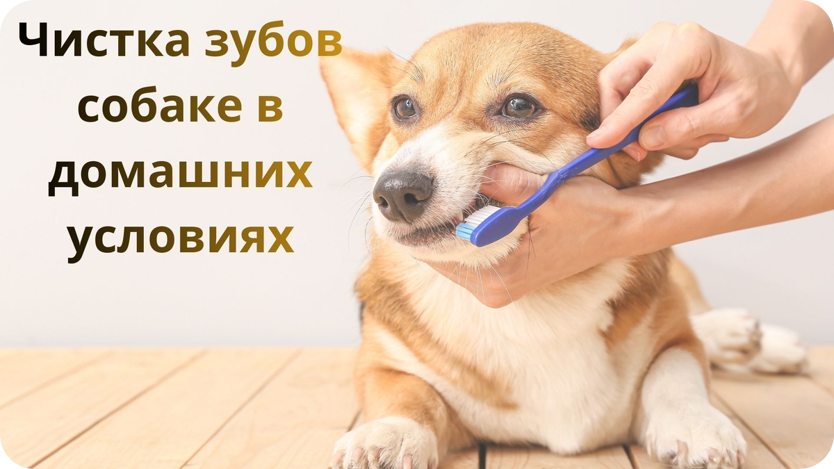 Желтые зубы у собаки