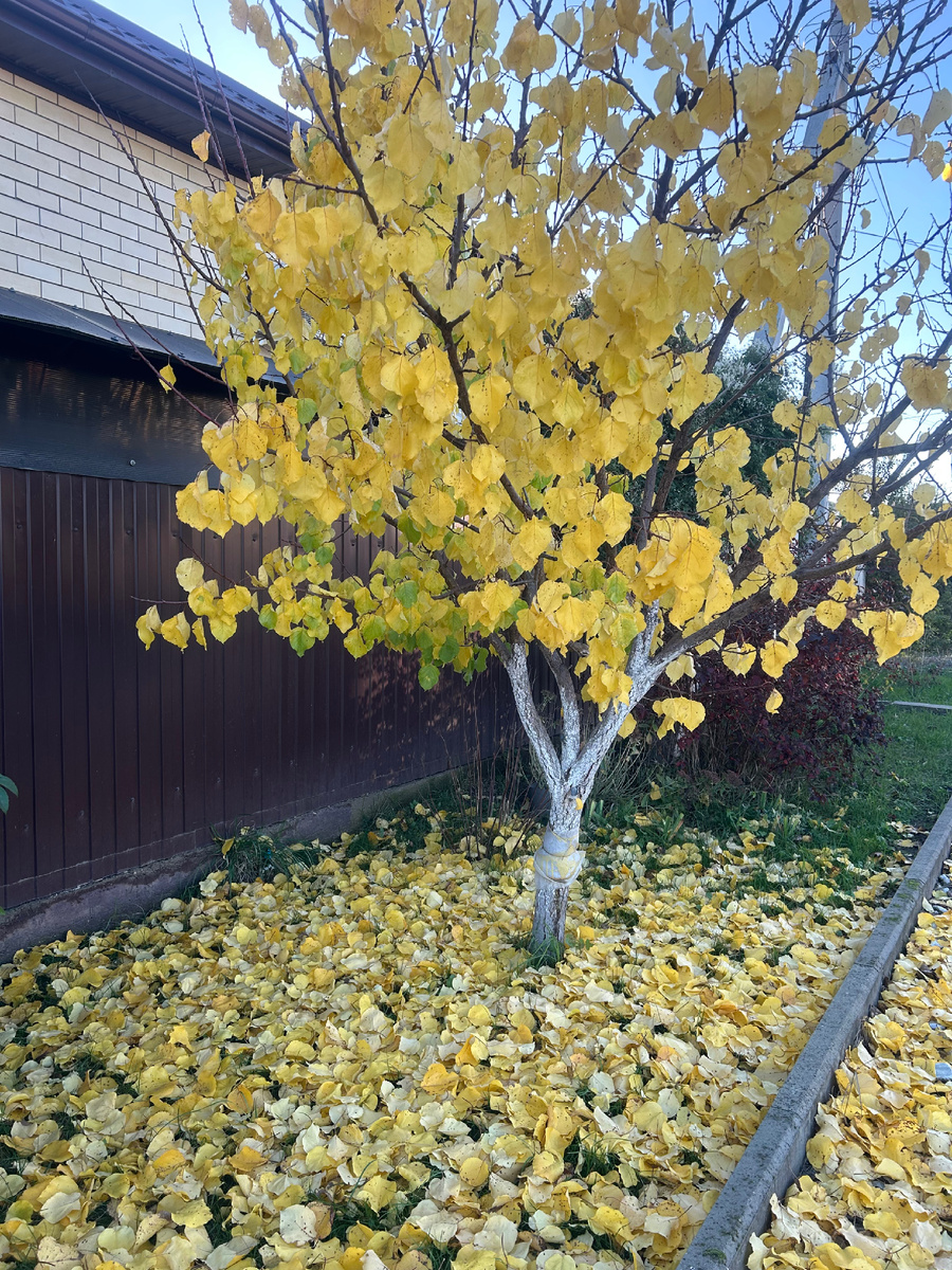 Вот что делать с этим абрикосом?