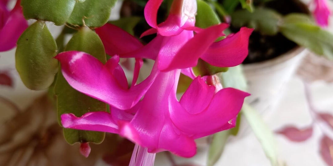 Чем подкормить декабрист в ноябре, чтобы к Новому году он пышно зацвел