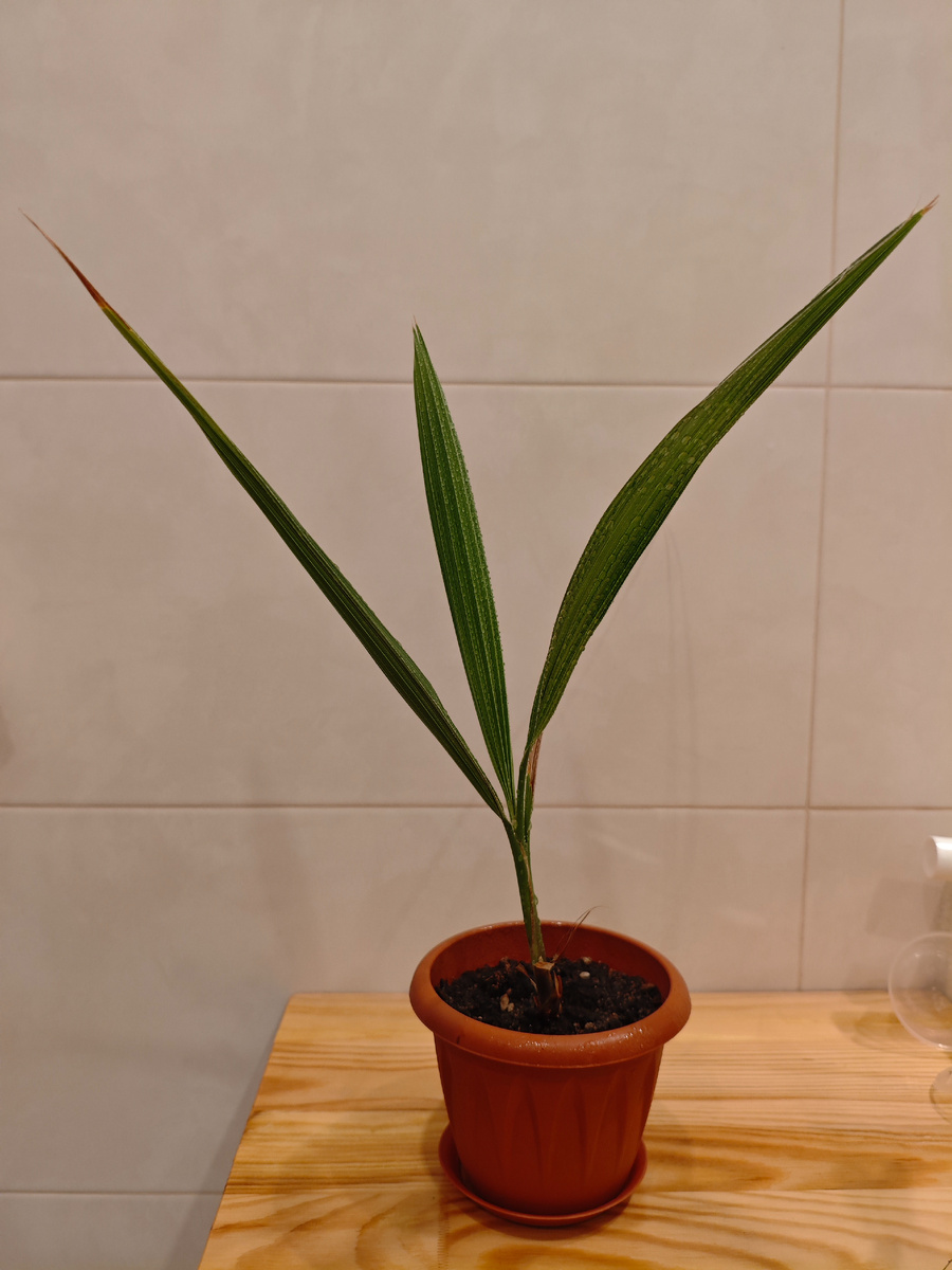 Годовалая #пальма Вашингтония