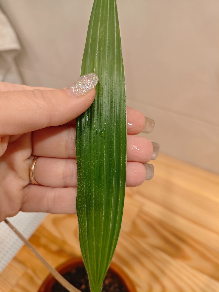 Самый молодой лист