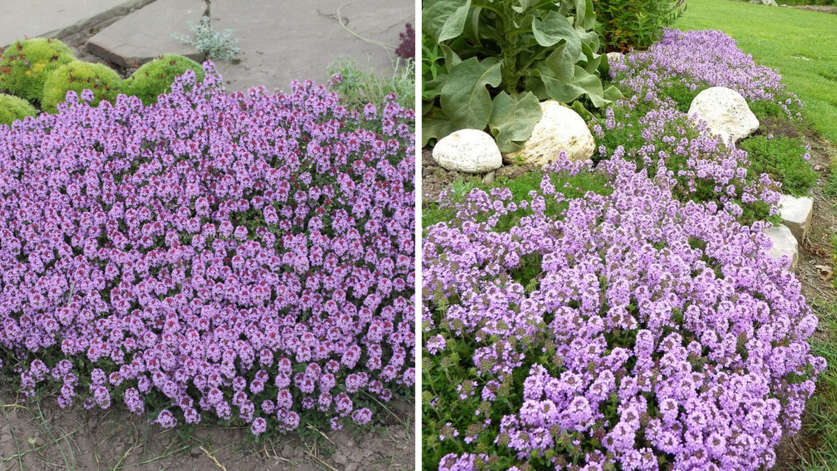 Тимьян ползучий