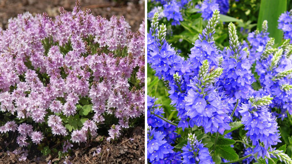 Вероника простертая