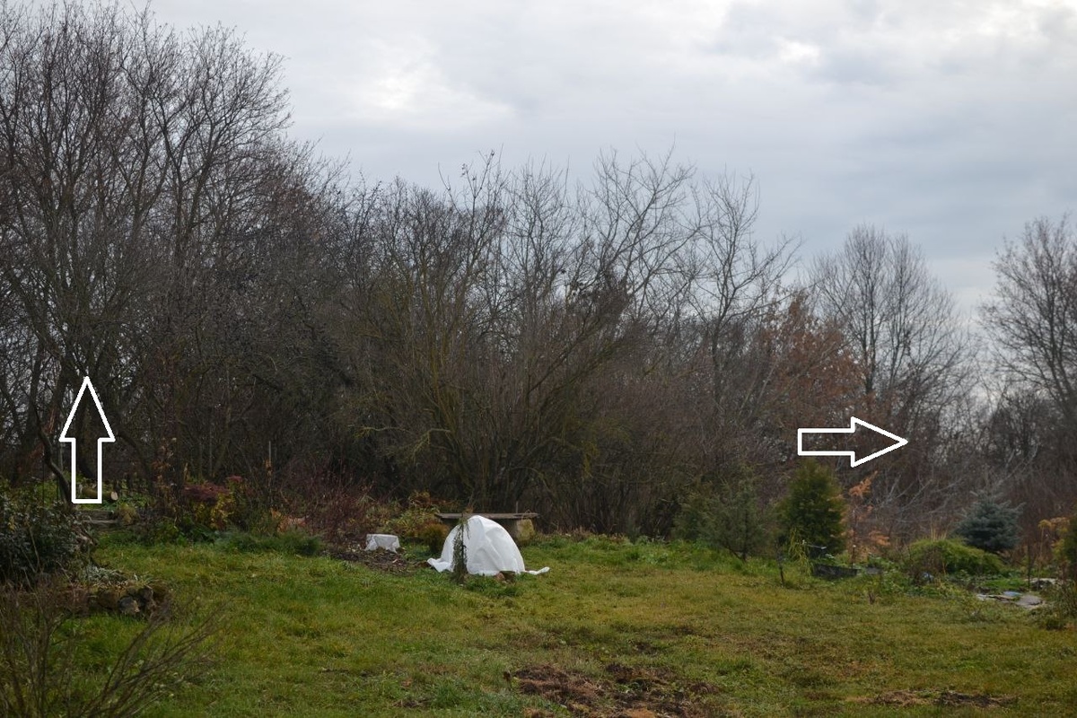 Вид на холм и лесок. Левая стрелка - уже существующий вход в Секретный сад через арку и по лесенке. Правая горизонтальная стрелка показывает, куда теперь можно будет выйти: на полянку за туей и маленькой елью. Листайте вправо, чтобы увидеть фотографию без стрелок