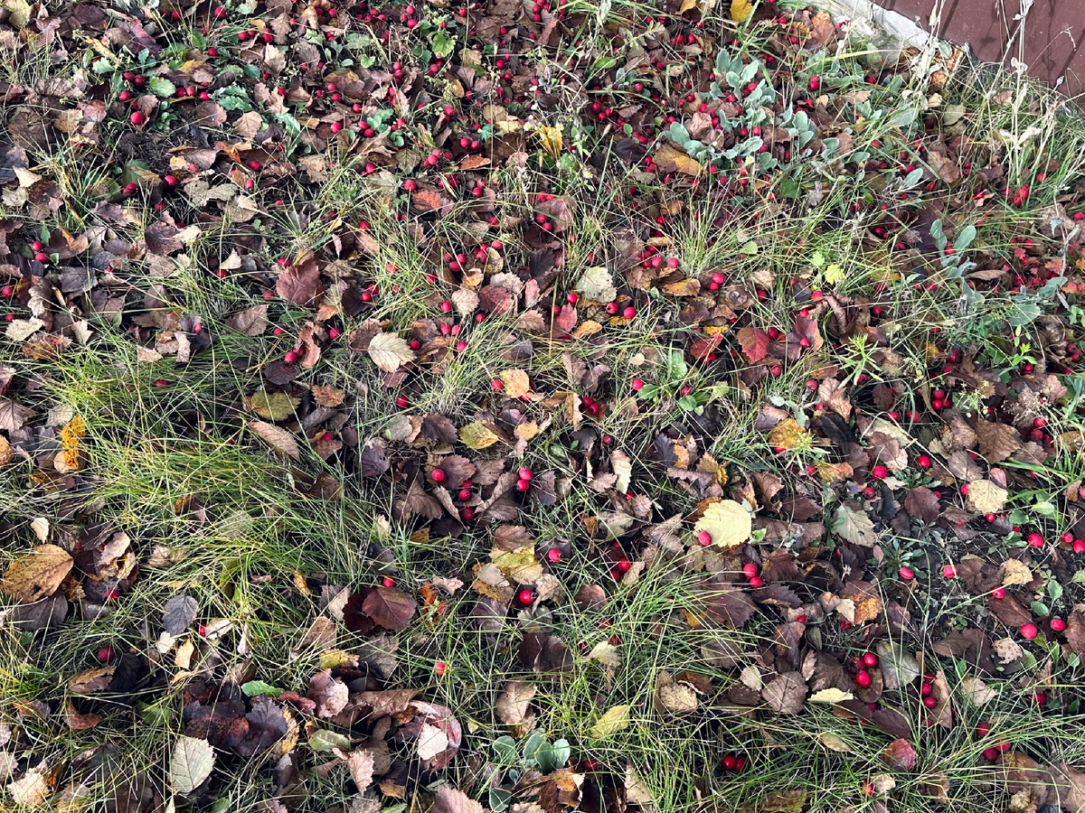 Накануне ноября.