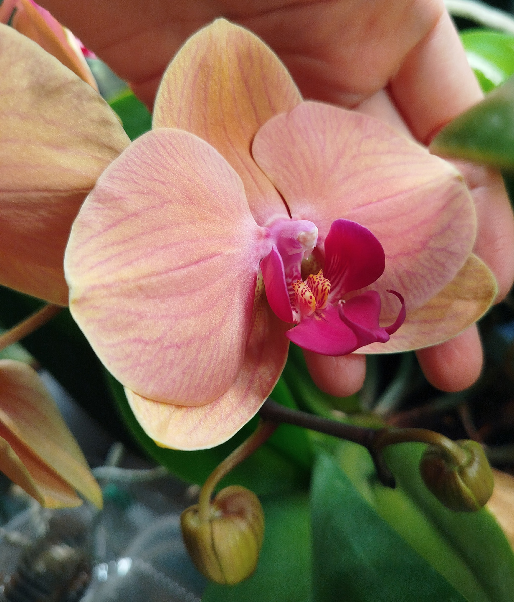 Начало роспуска цветка Кариббеан дрим Caribbean dream