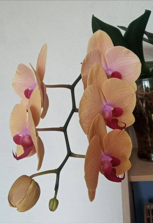 Фаленопсис Caribbean dream первое домашнее цветение июнь 2024 photo фото