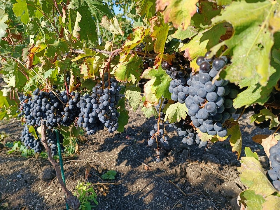    NYT: китайская лаборатория создает таблетки для продления жизни до 150 лет Наталья ВАРСЕГОВА