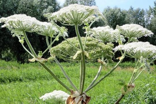    В Новгородской области подростки оказались в реанимации после покоса борщевика