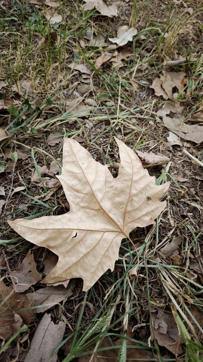 Лист платана