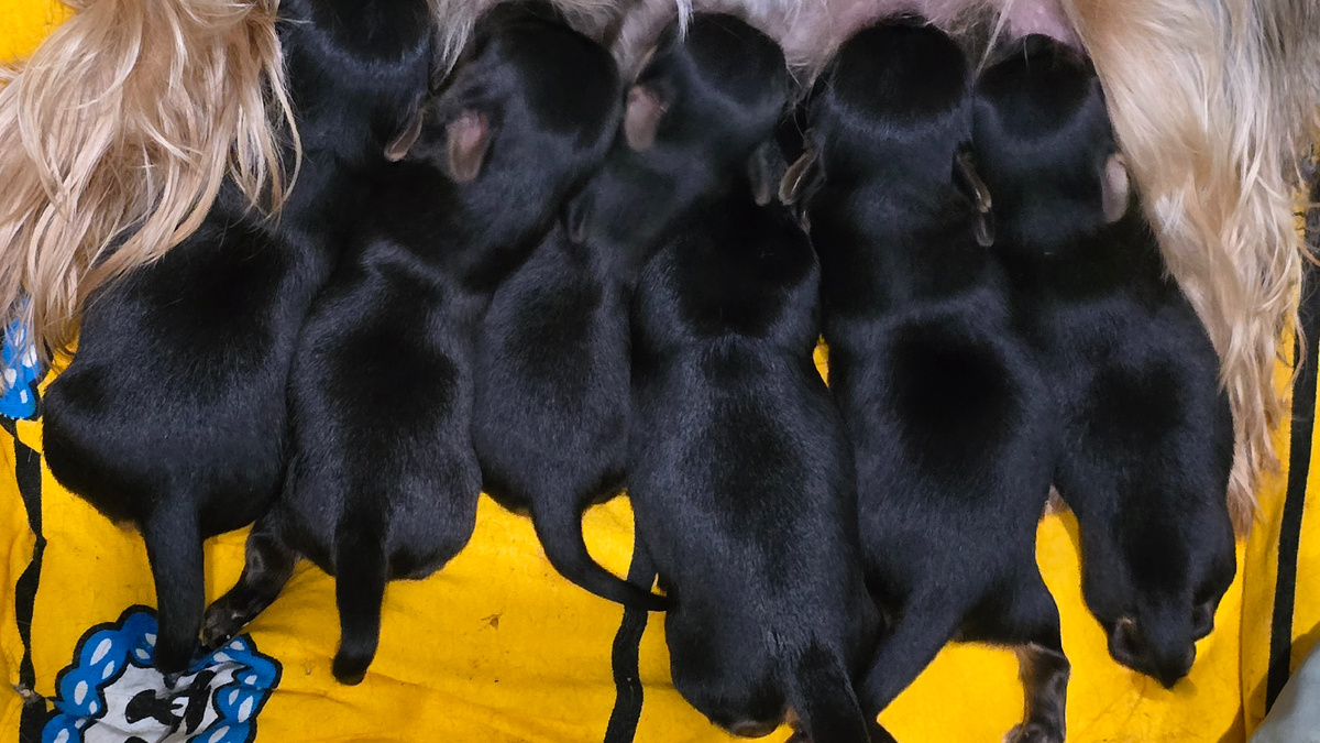 На кормление ровняйсь! Смирно!