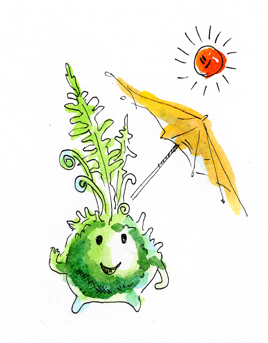 Притеняйте кокедаму от прямого солнца.