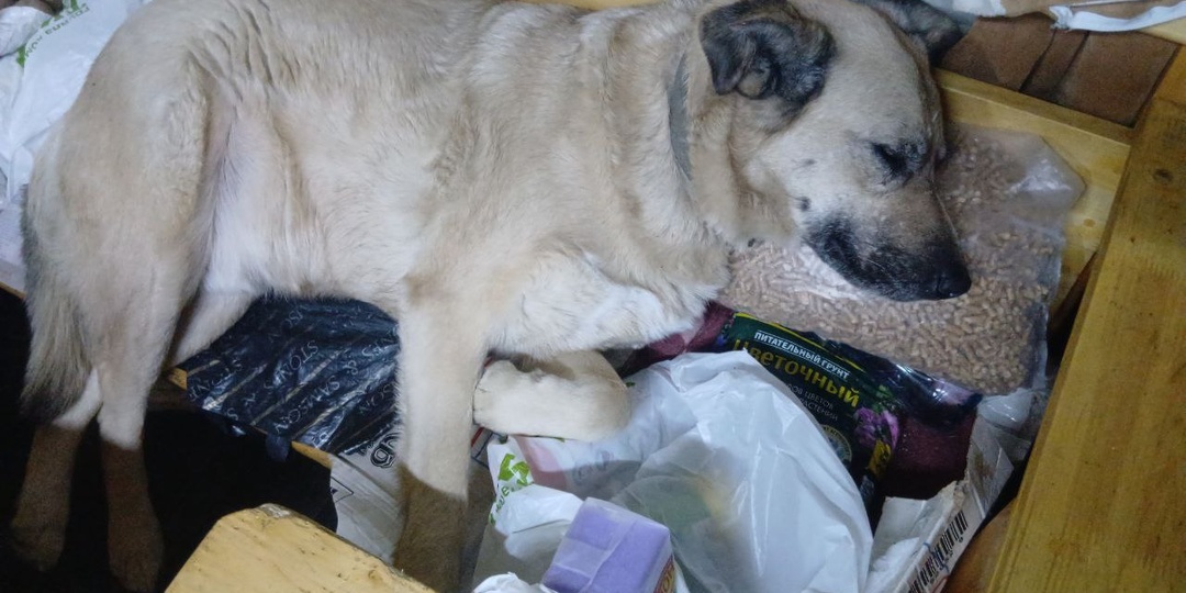 Голос надежды, возможно нас услышат...