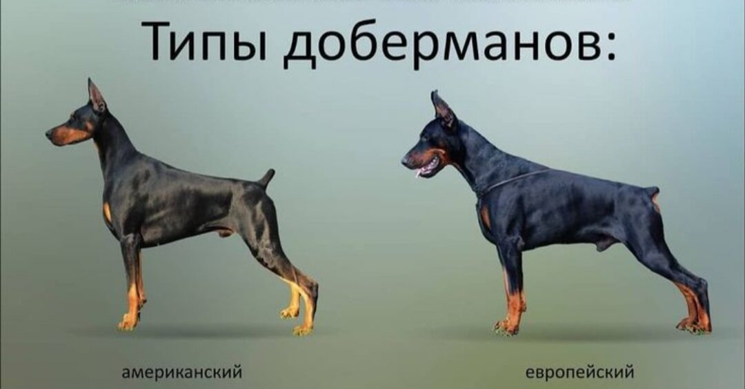 В кинологии доберманов, не официально разделяют на два типа — европейский и американский. Но, так как стандарт породы не предусматривает разделения на типы, то это разделение остается не официальным и применяется только среди любителей породы.