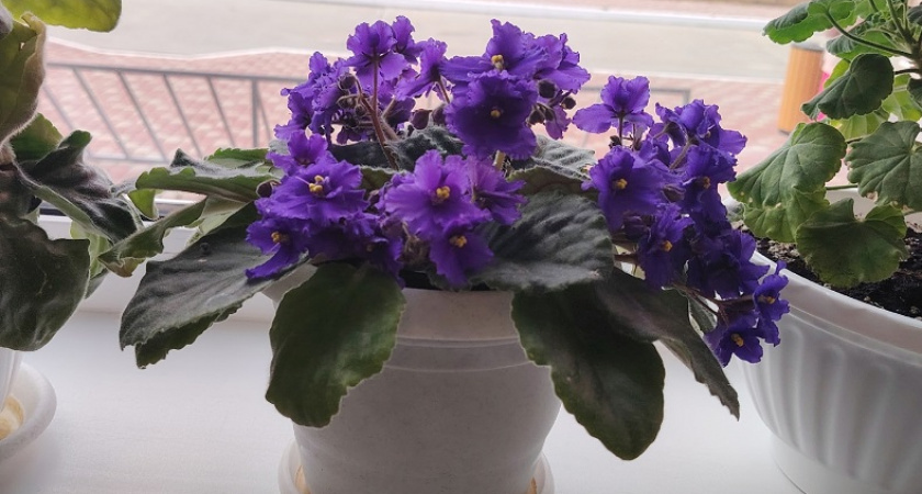    Что делать, если желтеют листья герани: 10 причин недуга и простые способы от него избавиться