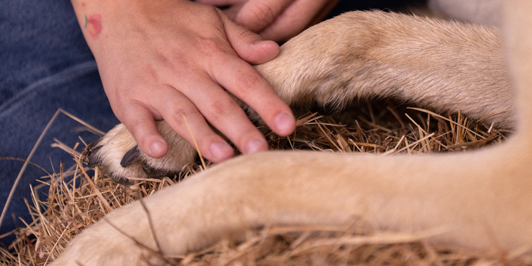 8 причин не заводить собаку
