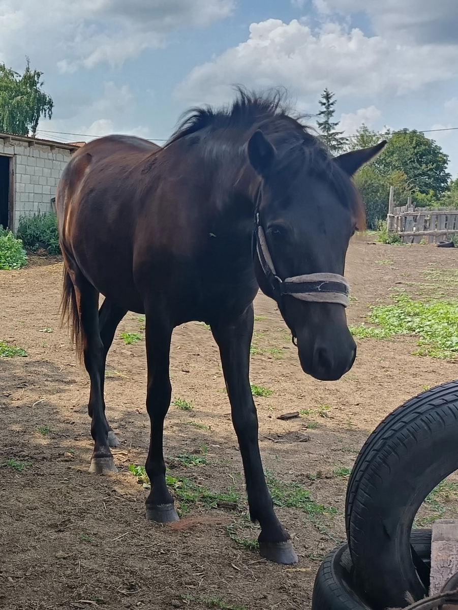 Современница кобыла печорской породы - Эли
