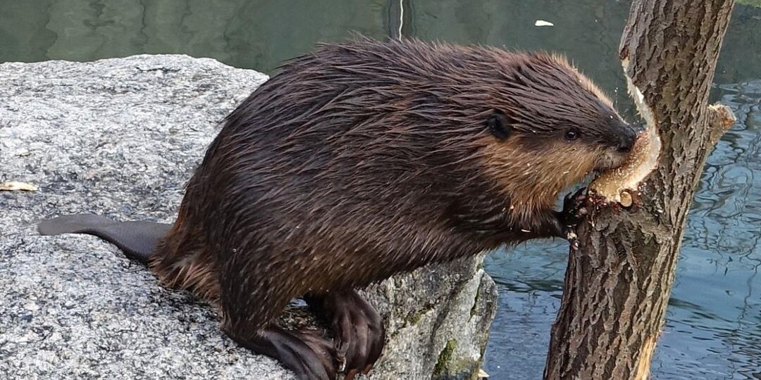 Ночной гость с острыми зубами: что делать, если на вашем участке поселился бобр