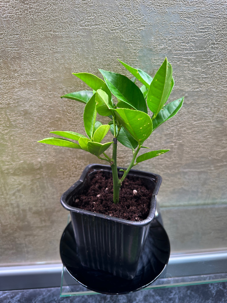 Таким наш лимончик приехал🤗