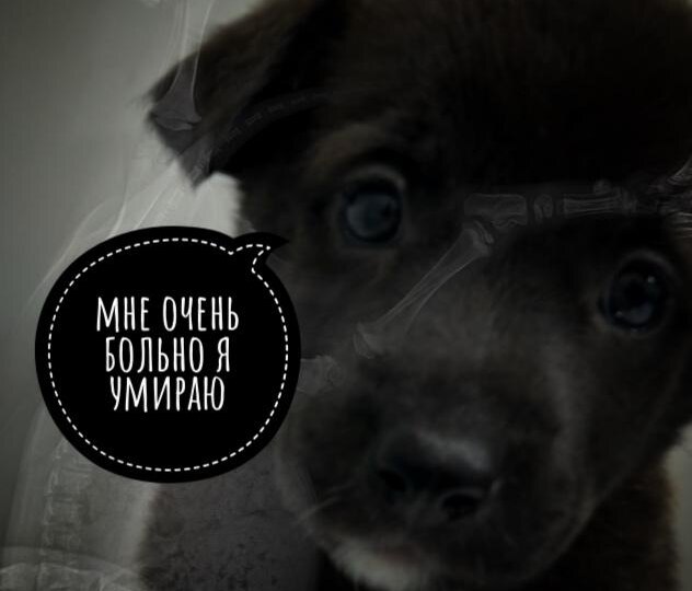 Хозяин под веществами жестоко сломал щенку лапу и жизнь…