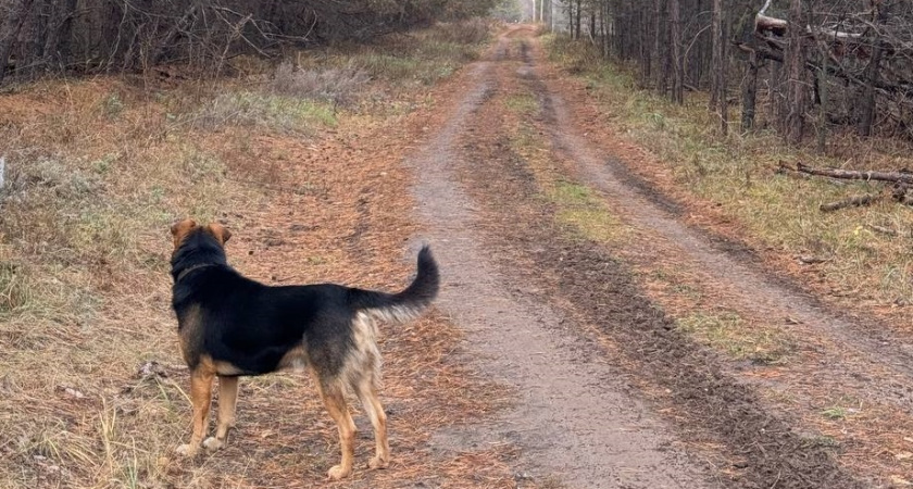    Кинологи рассказали, кого на самом деле кусают собаки - вот кто в группе риска