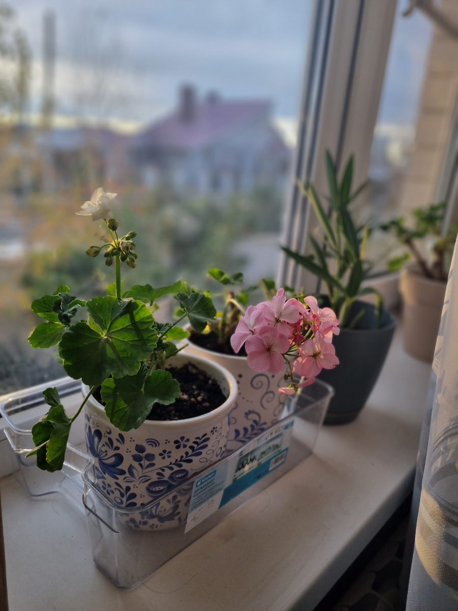 Фото: Зеленая леди, сад, семья и томатный сок 