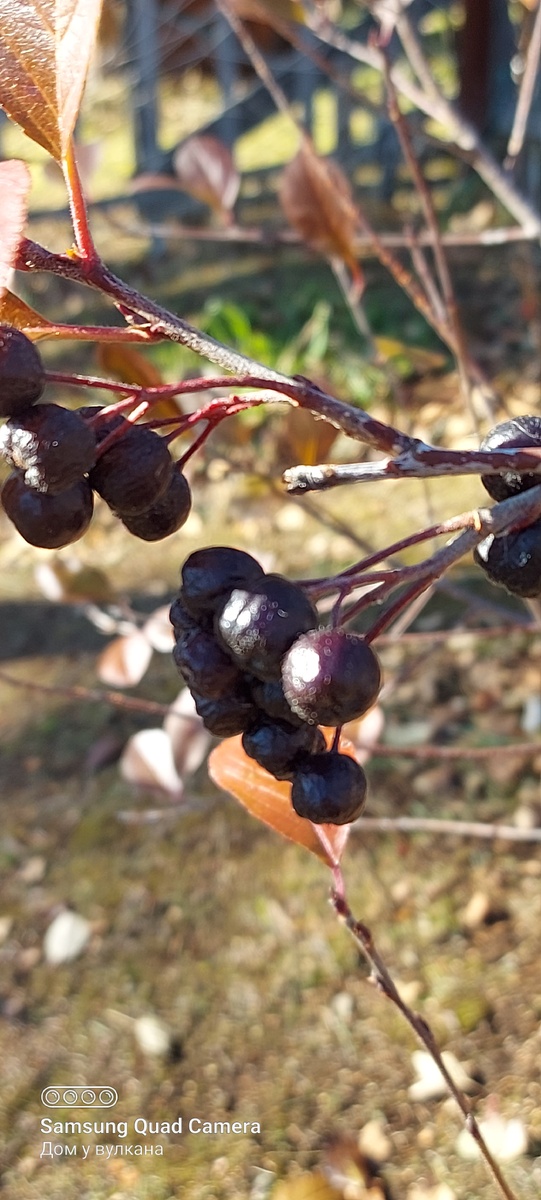 Арония черноплодная или черноплодная рябина