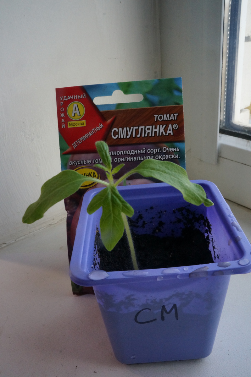 Фото: Зеленая леди, сад, семья и томатный сок