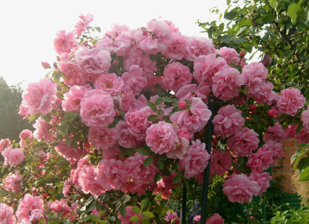 Роза Джон Дэвис канадская парковая 