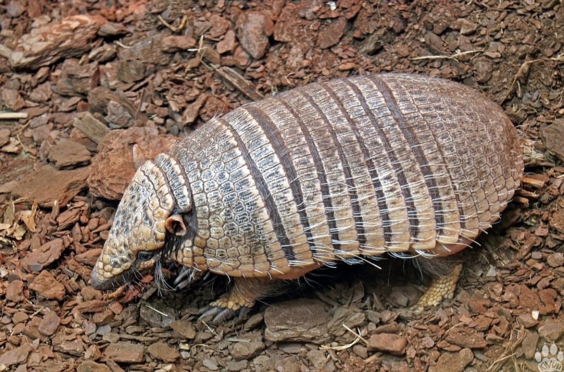    Фото: Новосибирский зоопарк