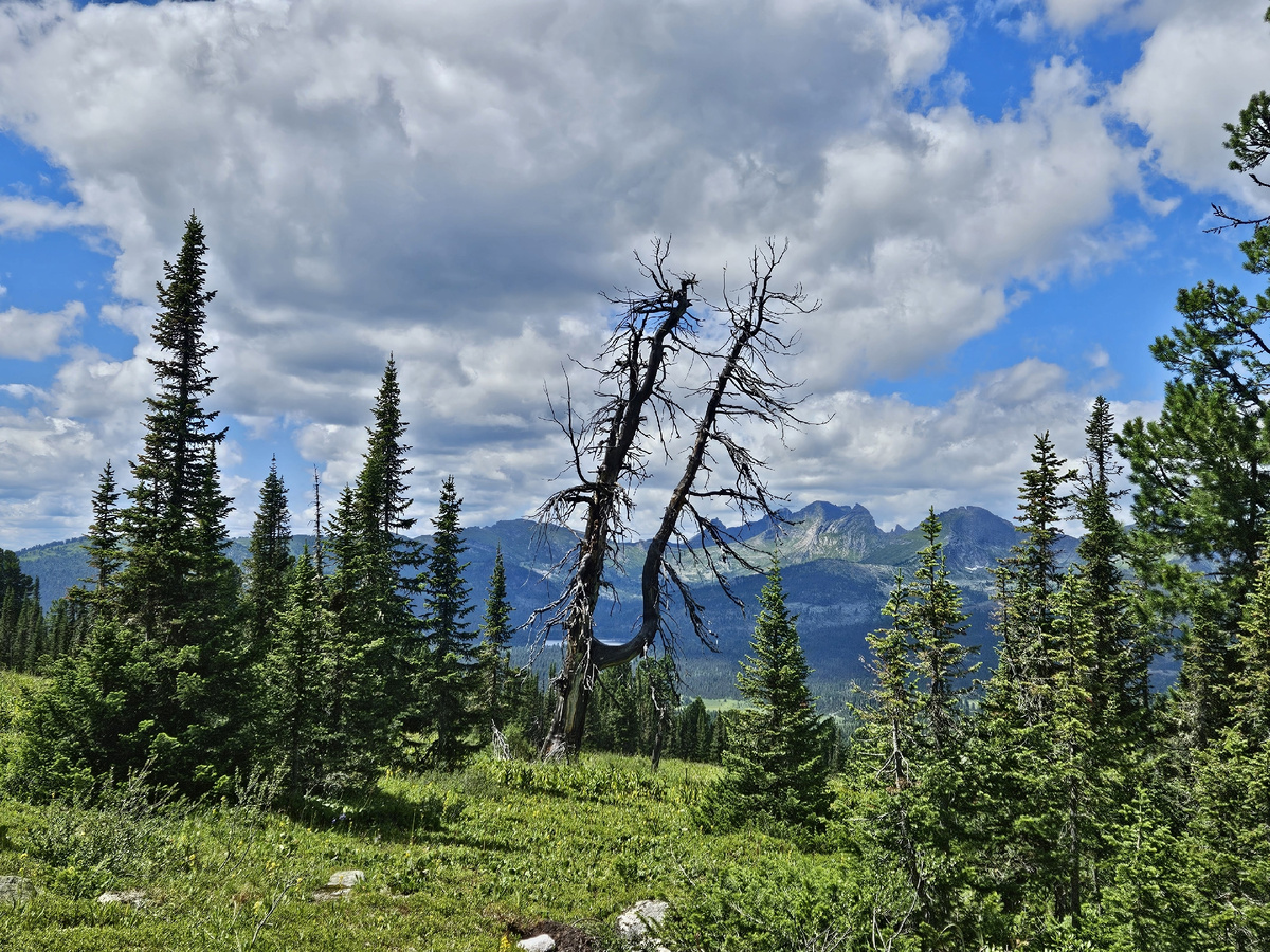 Эпичное дерево - "Камертон".