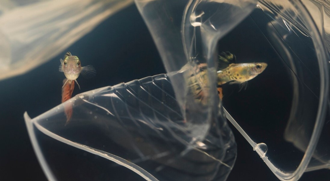    фото: фрипик