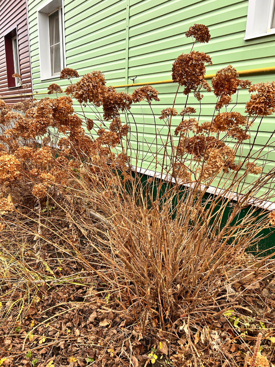 Фото автора. Засохшие гортензии 