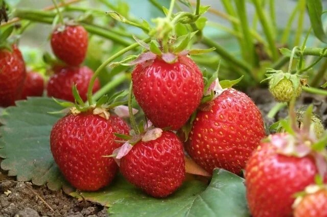    К чему снится клубника?