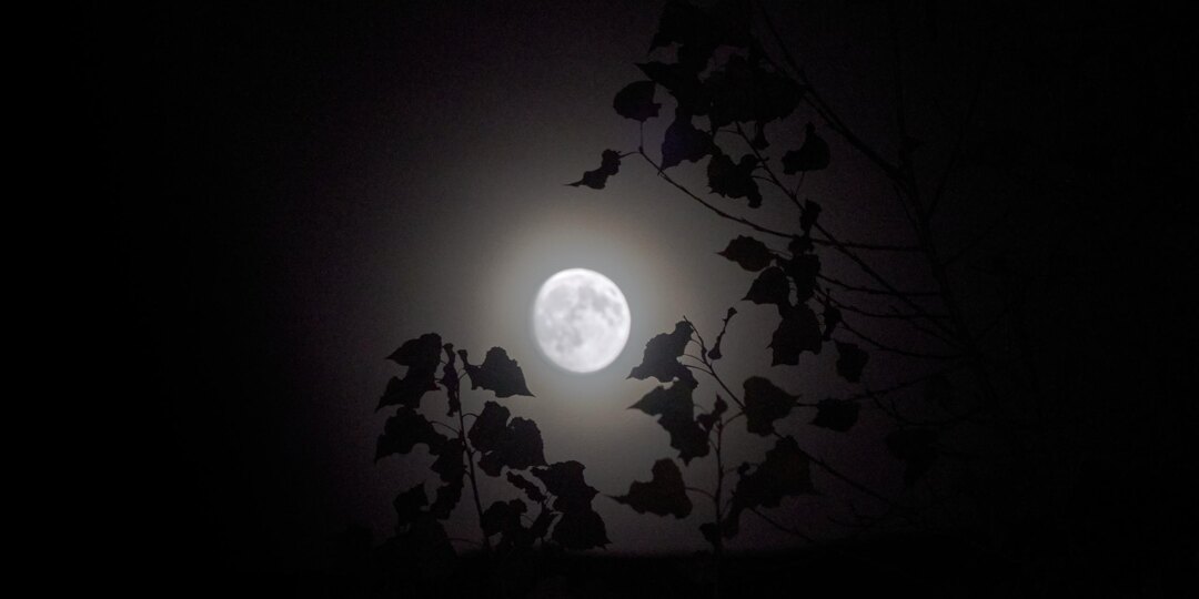 А сегодня у нас день луны