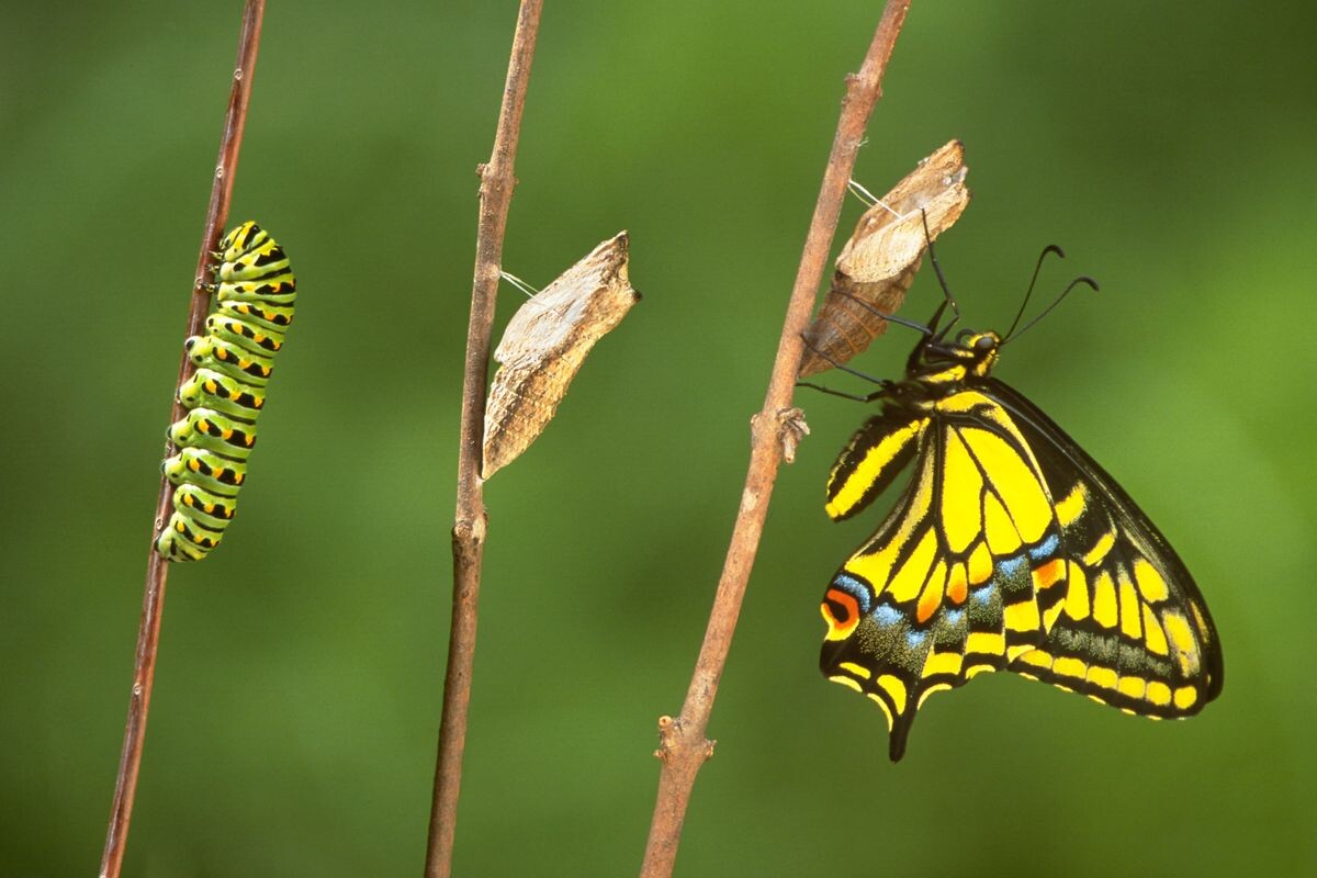 Фото с сайта: https://www.discoverwildlife.com/animal-facts/insects-invertebrates/how-does-a-caterpillar-turn-into-a-butterfly